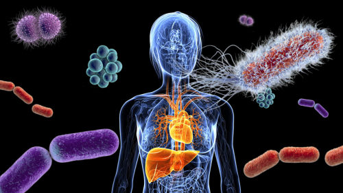 Healthy microbial ecosystem of the gastrointestinal tract (GIT)